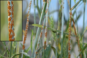 Wheat stem rust fungus.